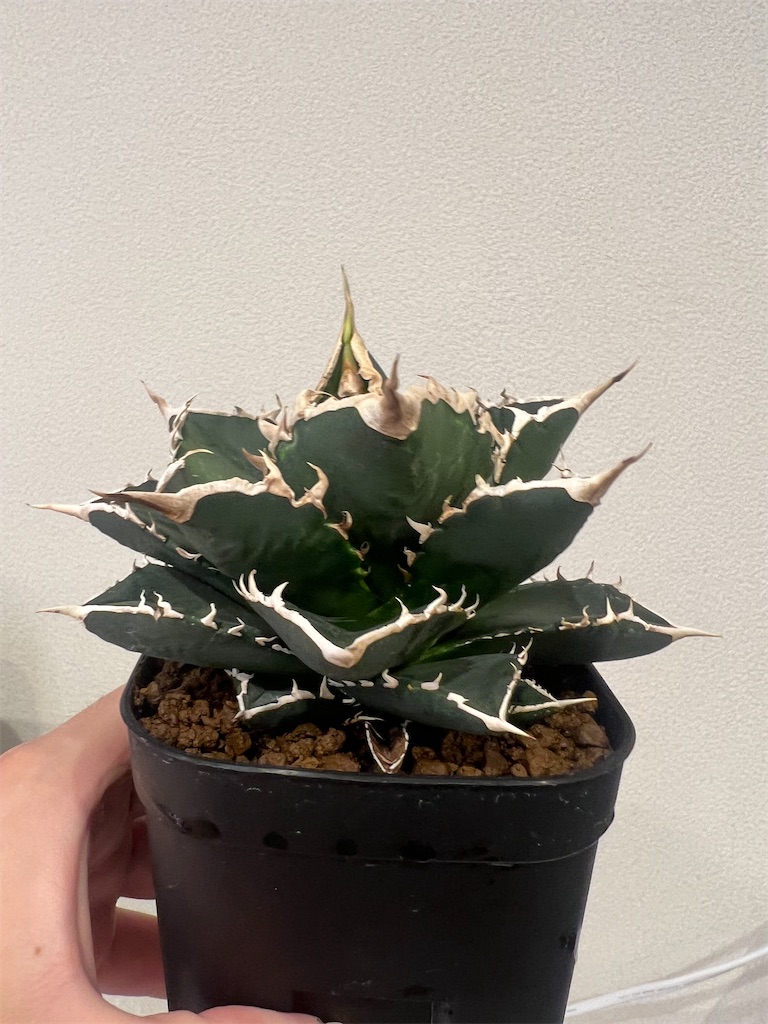 今日の園芸#21】害虫被害から復活したアガベ海王の植え替え【2023/09