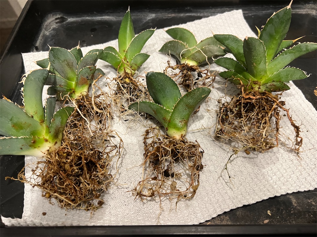 今日の園芸#26】実生オテロイの植え替え【2023/10/04】 - つばさブログ