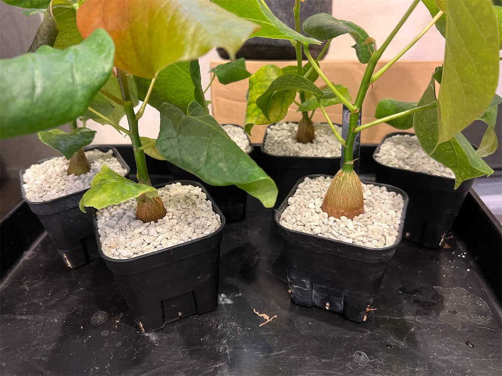 良型 ボンバックス 7号鉢付き 良型 ボンバックス 7号鉢付き