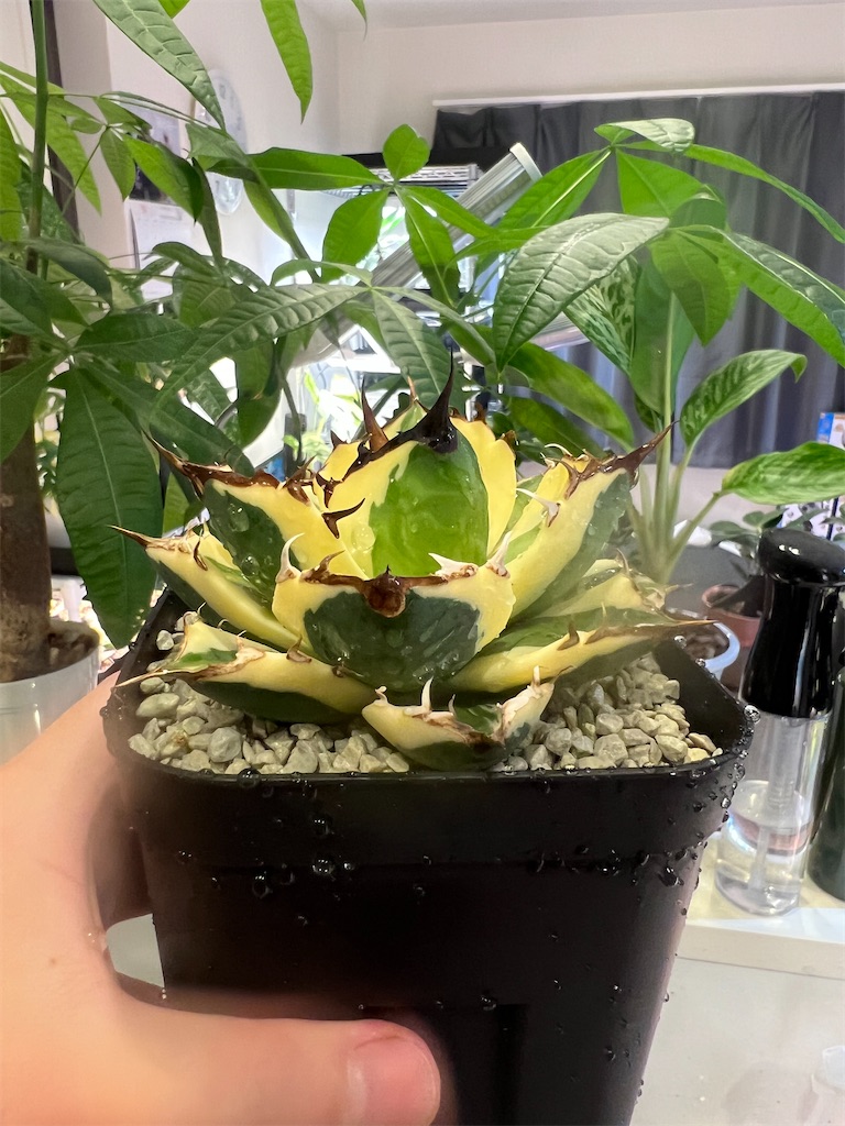 今日の園芸#32】アガベ植え替え祭【2023/10/10】 - つばさブログ