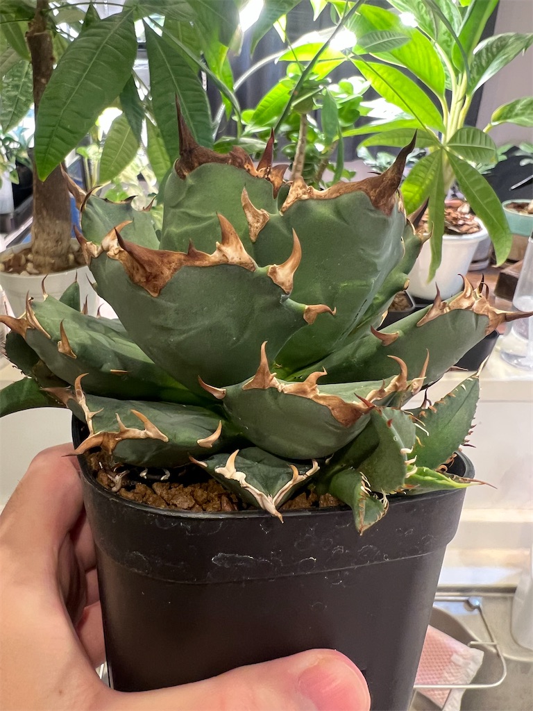 姫厳龍 アガベ チタノタ 鉢のまま発送 【公式通販】 みごとな姫厳龍