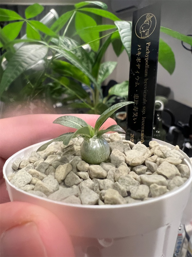 今日の園芸#33】恵比寿笑い植え替え【2023/10/11】 - つばさブログ