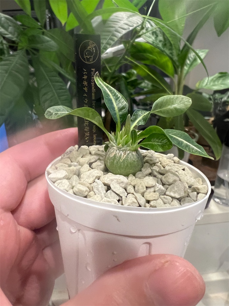 今日の園芸#33】恵比寿笑い植え替え【2023/10/11】 - つばさブログ