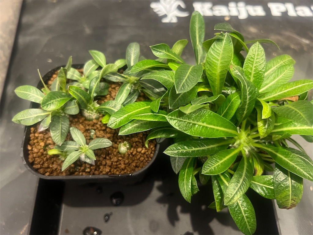 恵比寿笑 育成期間5年 今日の園芸#33】恵比寿笑い植え替え【2023/10/11】 - つばさブログ