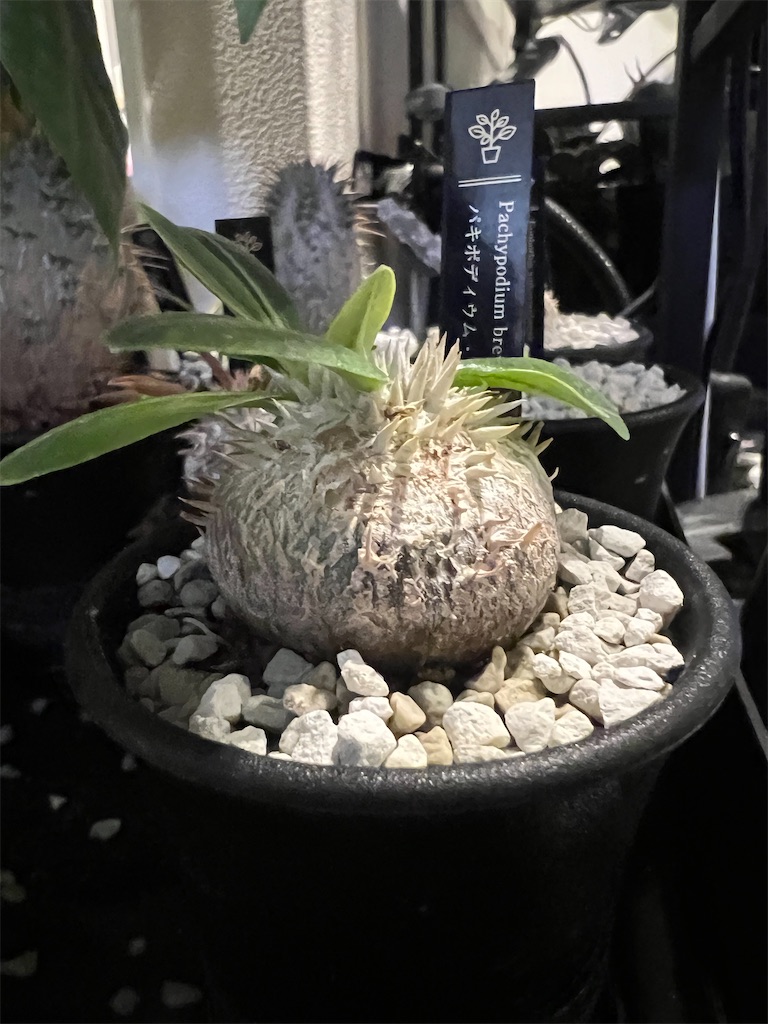 恵比寿笑 育成期間5年 今日の園芸#33】恵比寿笑い植え替え【2023/10/11】 - つばさブログ