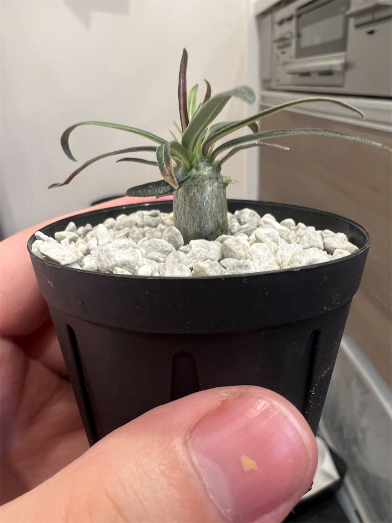 今日の園芸#35】パキポディウム各種鉢上げ【2023/10/13】 - つばさブログ