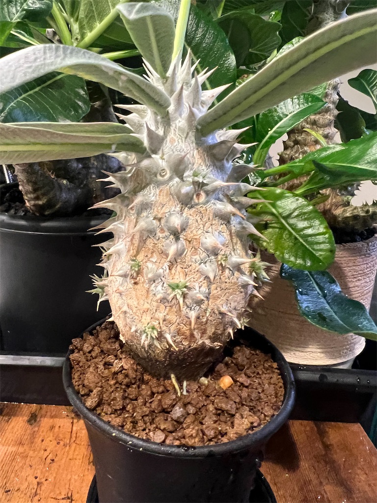 今日の園芸#37】植物棚増設、用土作り【2023/10/18】 - つばさブログ