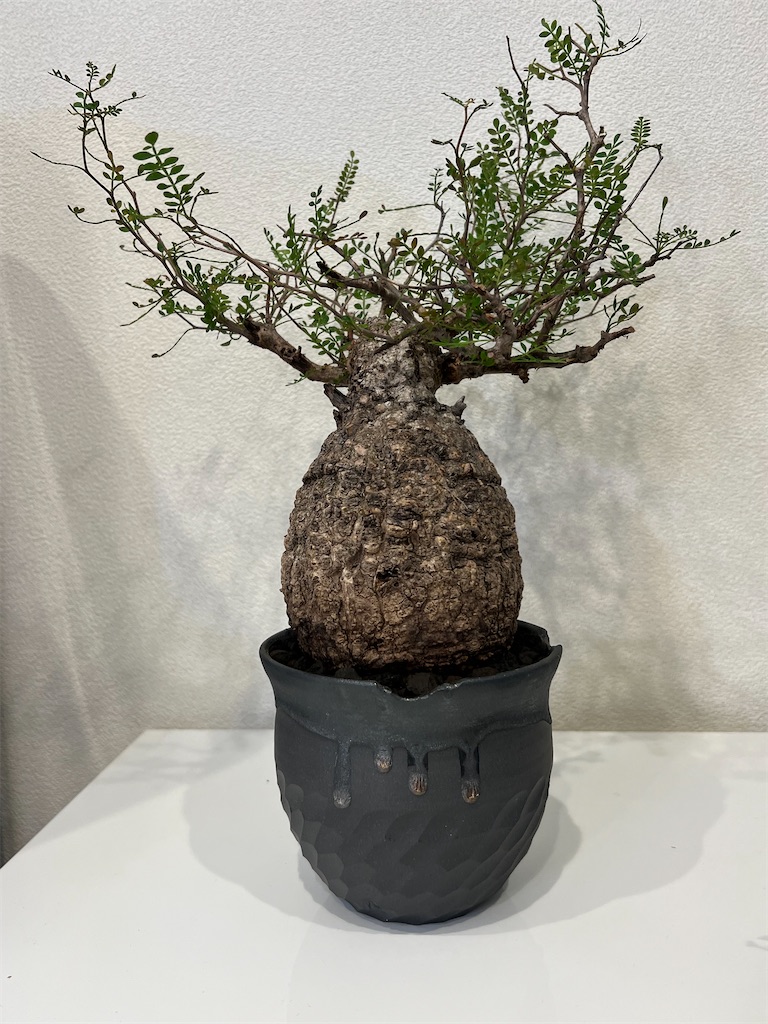 2023年12月に買った植物【購入品紹介】 - つばさブログ