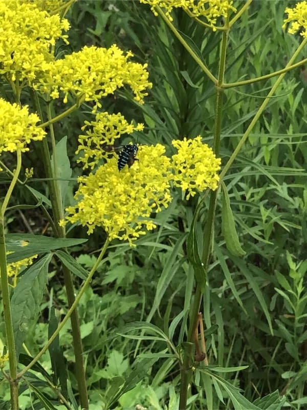 f:id:Wisteria08:20190901202402j:plain f:id:Wisteria08:20190901202402j:plain