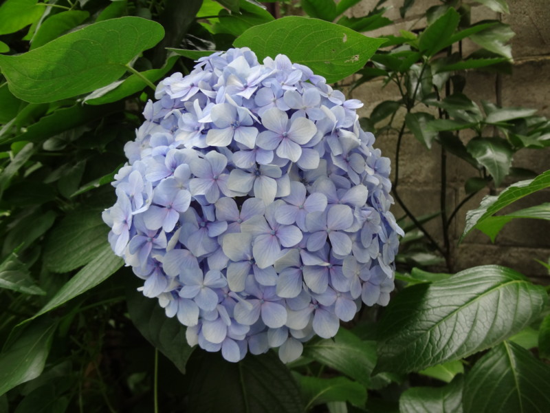 f:id:Wnichibun:20130628125852j:image:w360