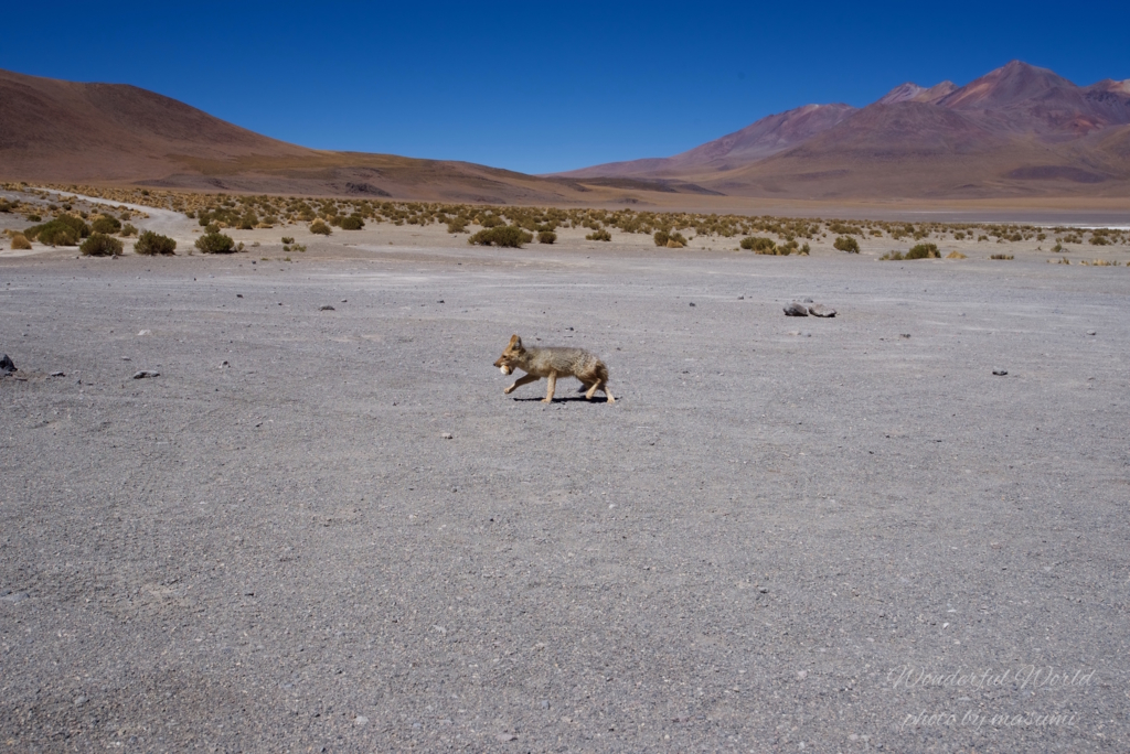 f:id:Wonderfulworld:20161006184400j:plain