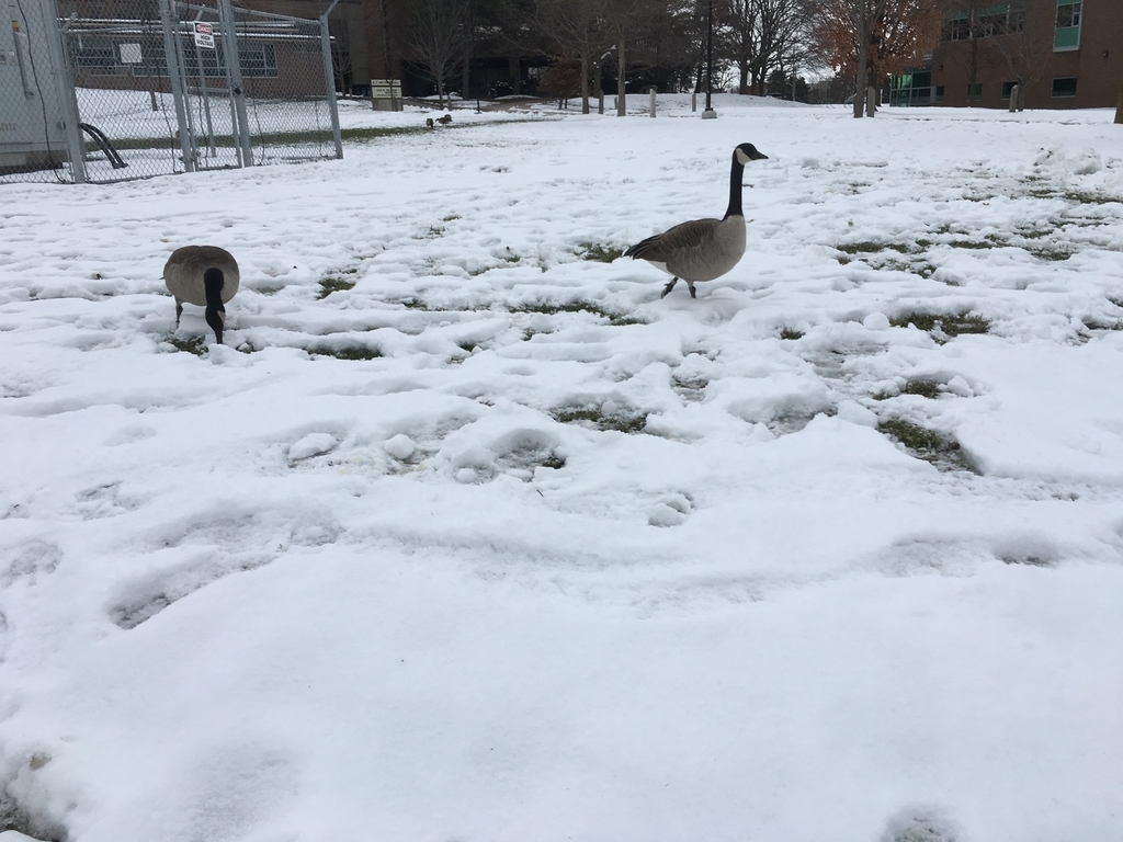 f:id:WoodyWoodpecker:20181119024955j:plain