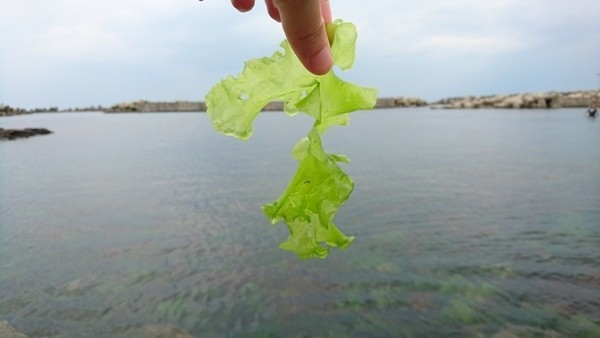 加茂水族館