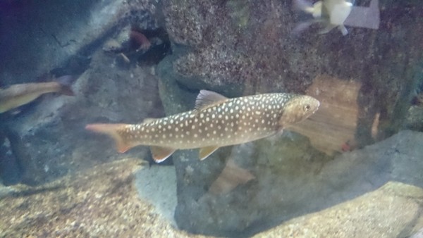 加茂水族館