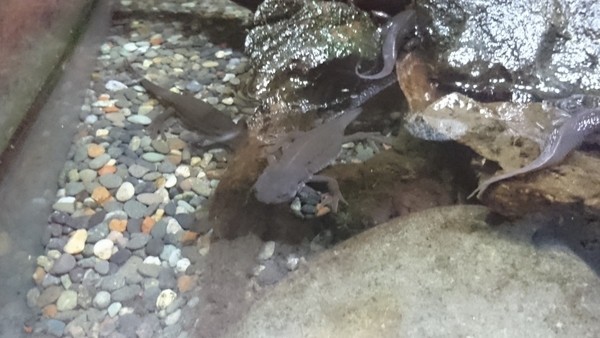 加茂水族館