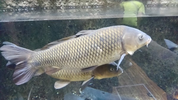 加茂水族館