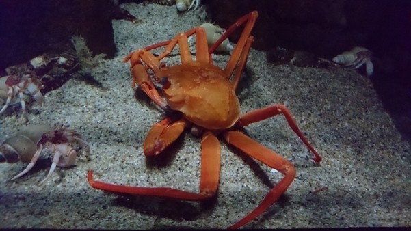 加茂水族館