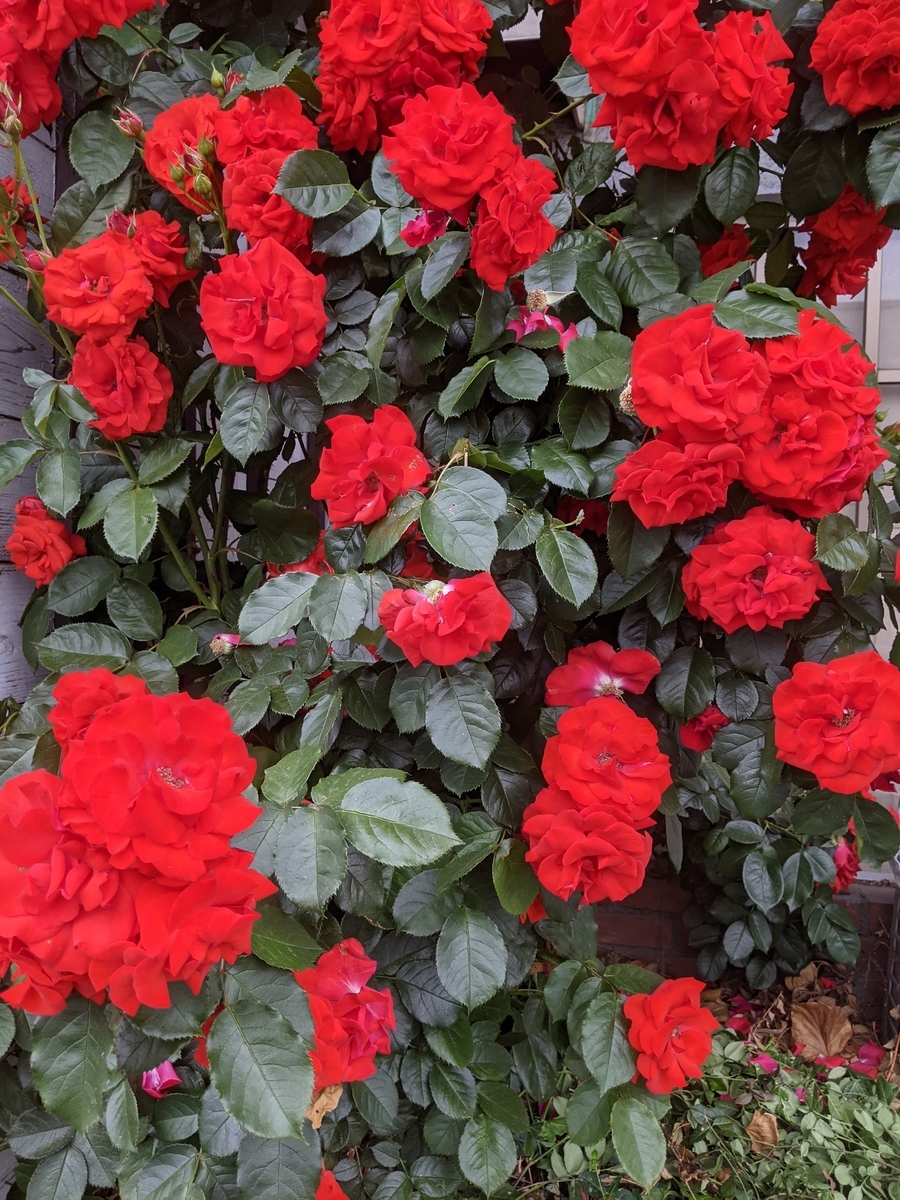 f:id:X2417:20210517160337j:plain