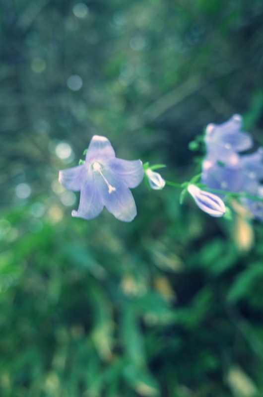 f:id:X_Y_Z:20180805093348j:image f:id:X_Y_Z:20180805093348j:image