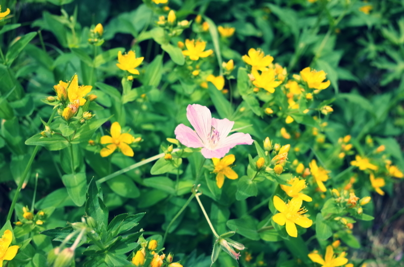 f:id:X_Y_Z:20180805141652j:image f:id:X_Y_Z:20180805141652j:image