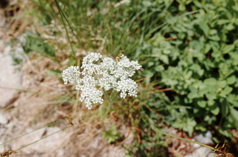 f:id:X_Y_Z:20180805142027j:image f:id:X_Y_Z:20180805142027j:image