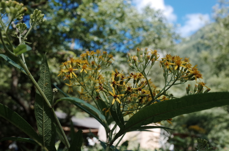 f:id:X_Y_Z:20180808085448j:image f:id:X_Y_Z:20180808085448j:image