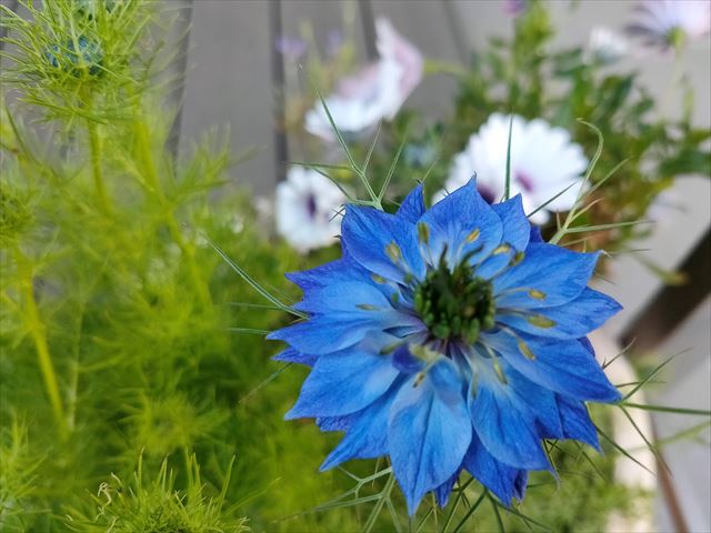 ニゲラとキウイ雌花咲く - 日々のあれこれーのんびりくらし