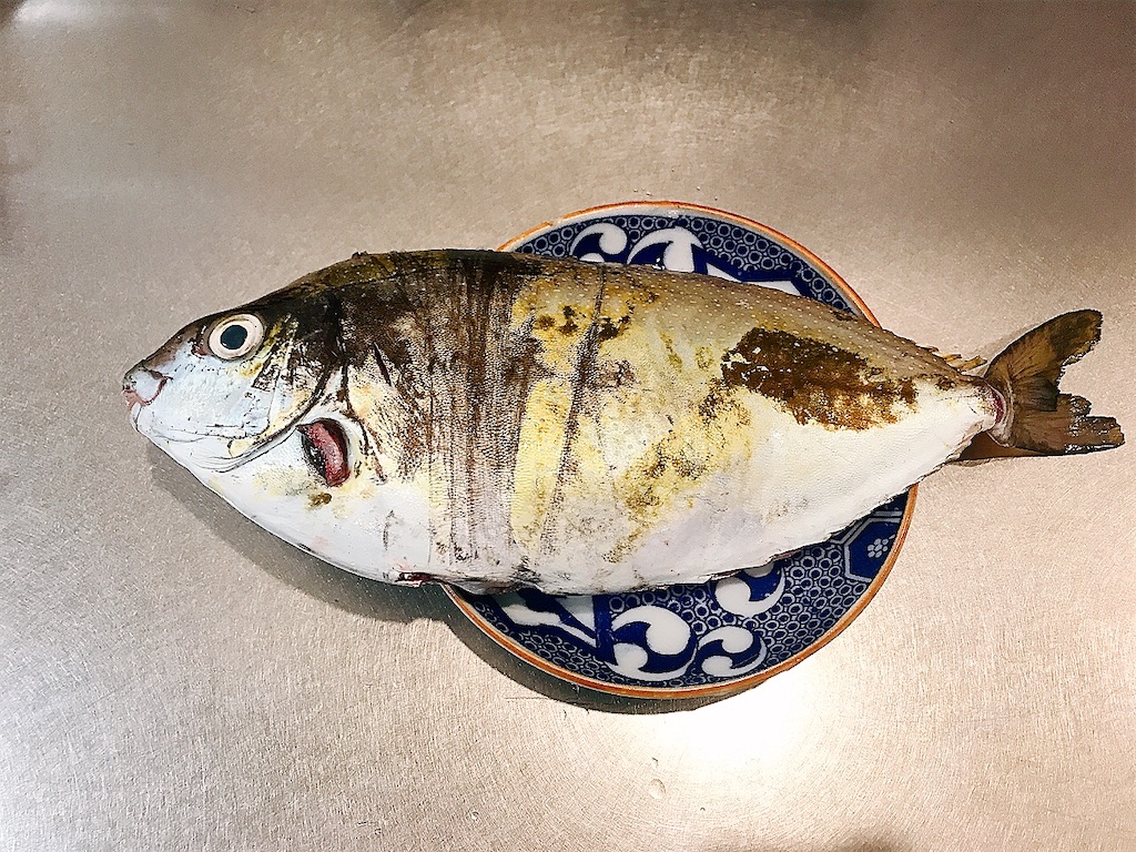 アイゴ