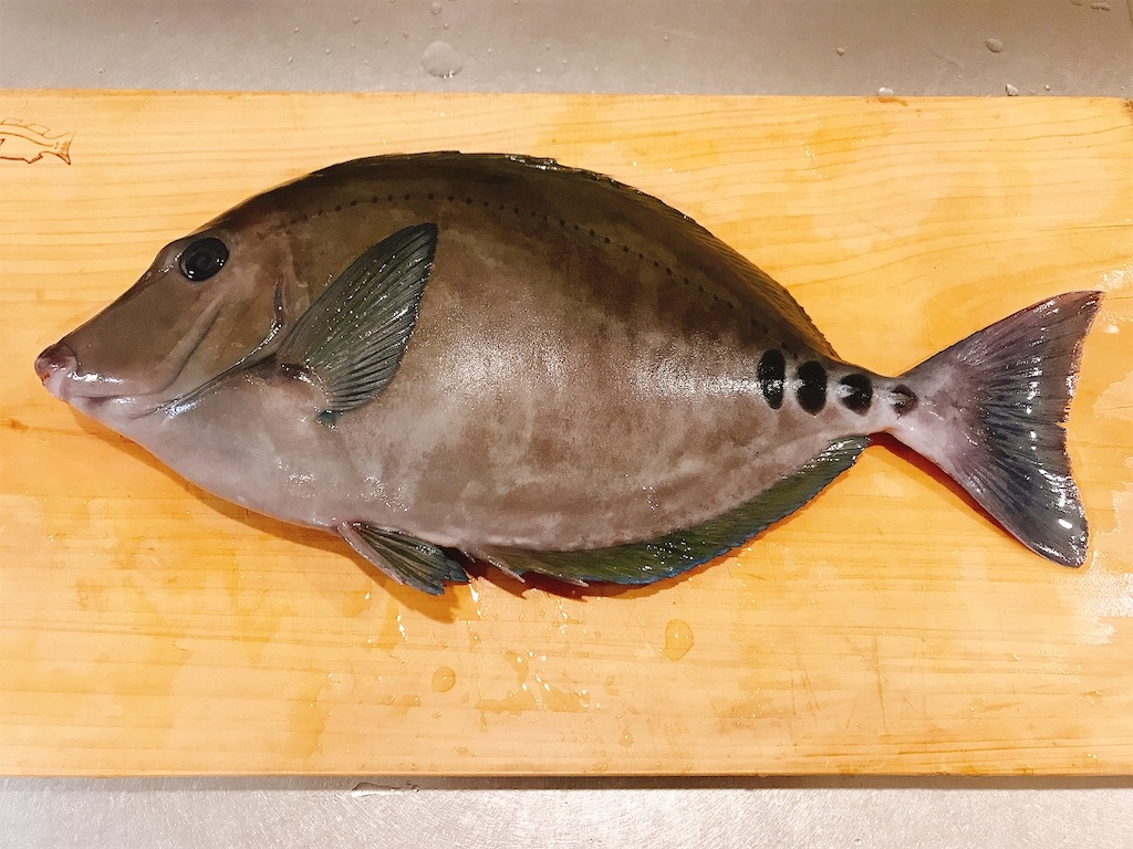 サンノジ,ニザダイ, 磯魚, 真鶴, 熱海