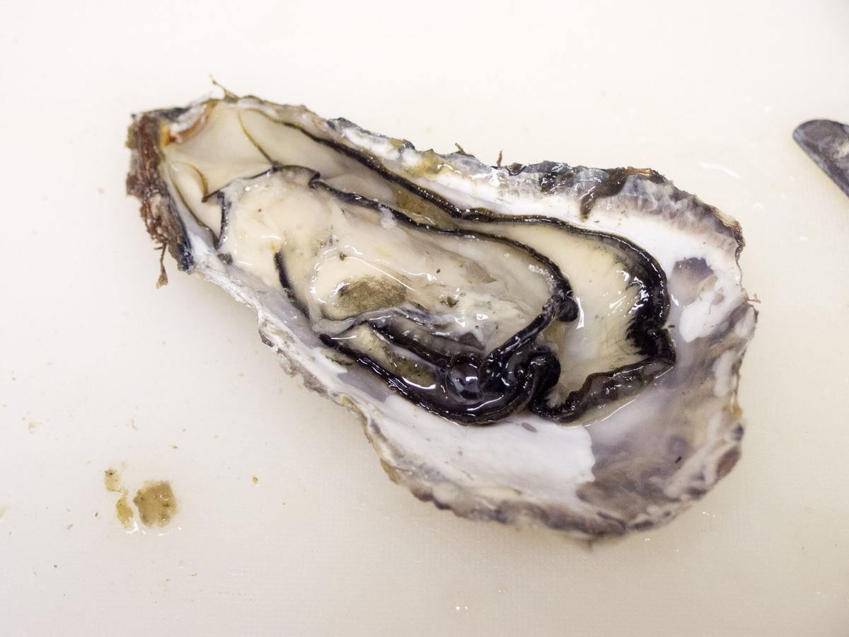 牡蠣, カキ, 開け方, レシピ, 殻つき牡蠣の開けかたと、家で安全においしく食べる方法, オイスター, Oyster, 牡蠣あたる, 生牡蠣