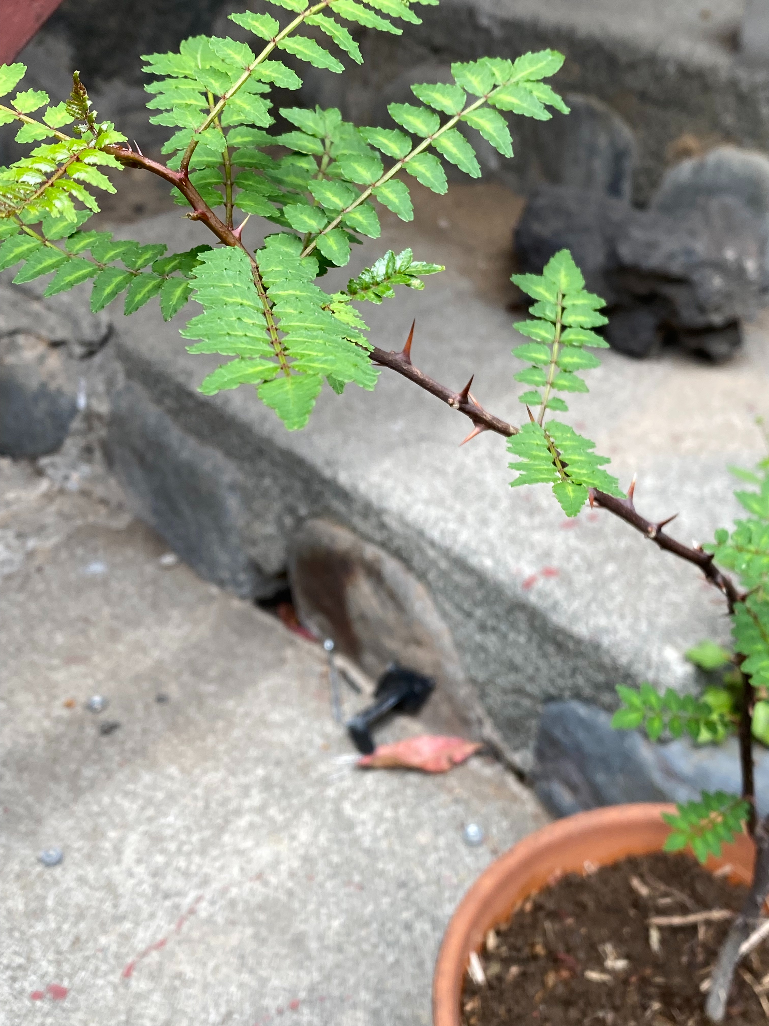 タケノコ, 筍, たけのこ, 長期保存, 塩漬け, 塩水, 脱気, ビン保存, 常温, 砂糖, 冷凍
