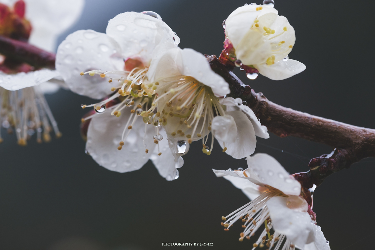 f:id:Y-432:20200308082046j:plain