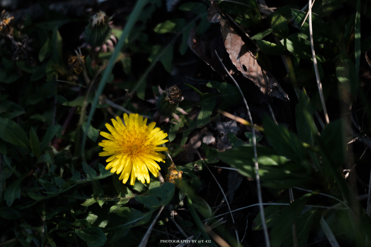 f:id:Y-432:20200414003522j:plain