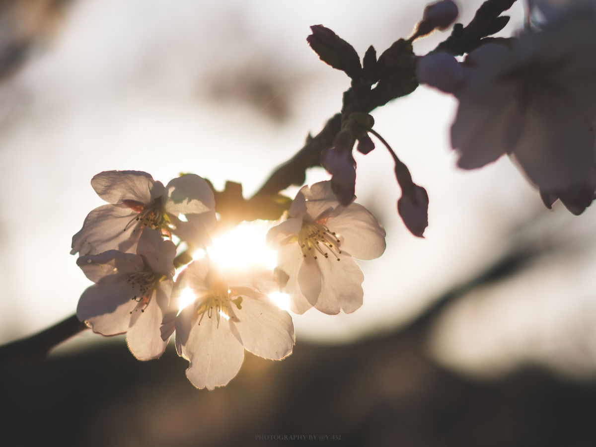 f:id:Y-432:20200414003543j:plain
