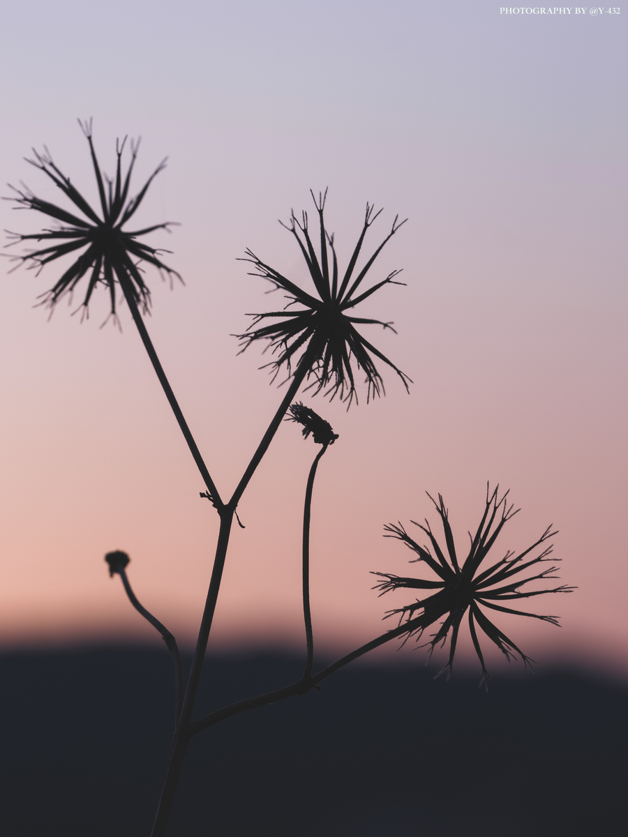 f:id:Y-432:20200414005605j:plain