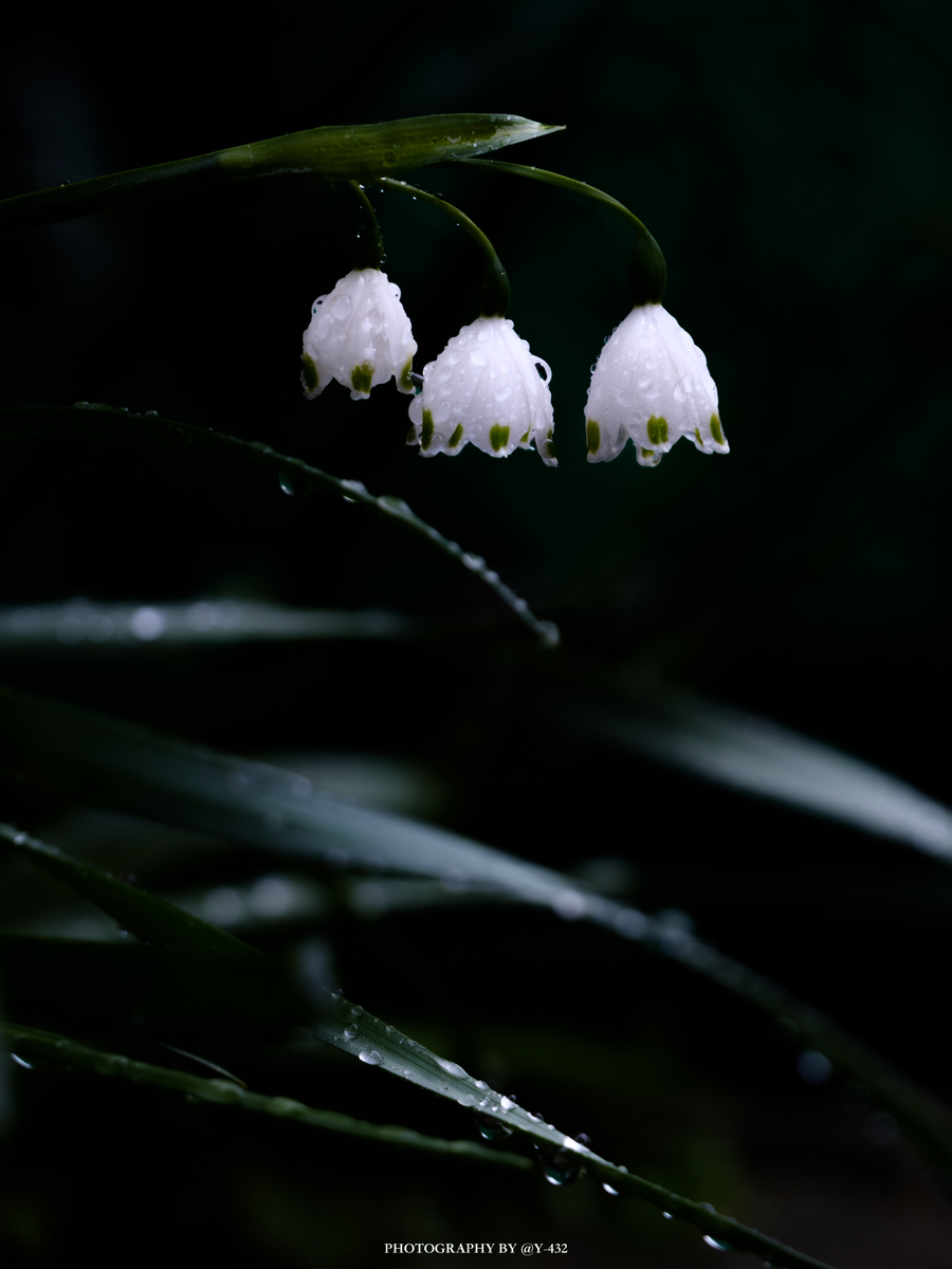f:id:Y-432:20200419195108j:plain