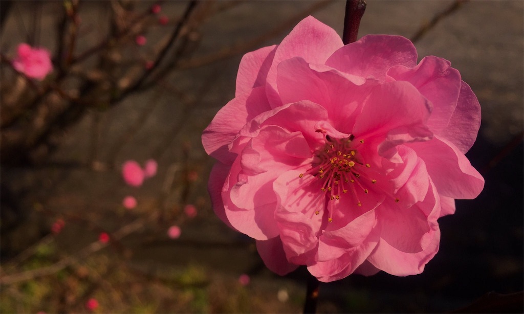 f:id:Y-konno:20200101184952j:image