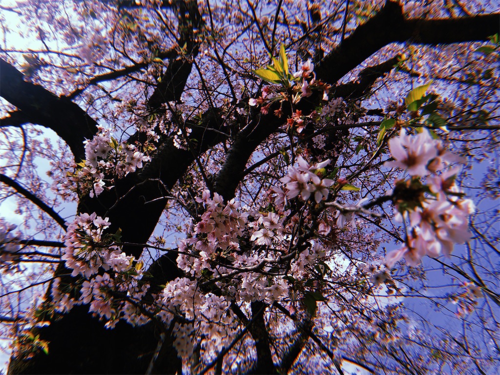 f:id:Y0039:20210416014548j:image f:id:Y0039:20210416014548j:image