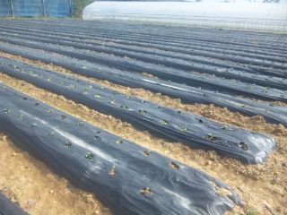 f:id:YAI_FARM:20140329090314j:image