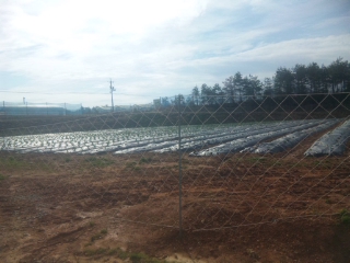 f:id:YAI_FARM:20140329090448j:image