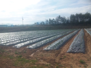 f:id:YAI_FARM:20140329090511j:image
