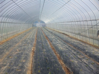 f:id:YAI_FARM:20140329090625j:image