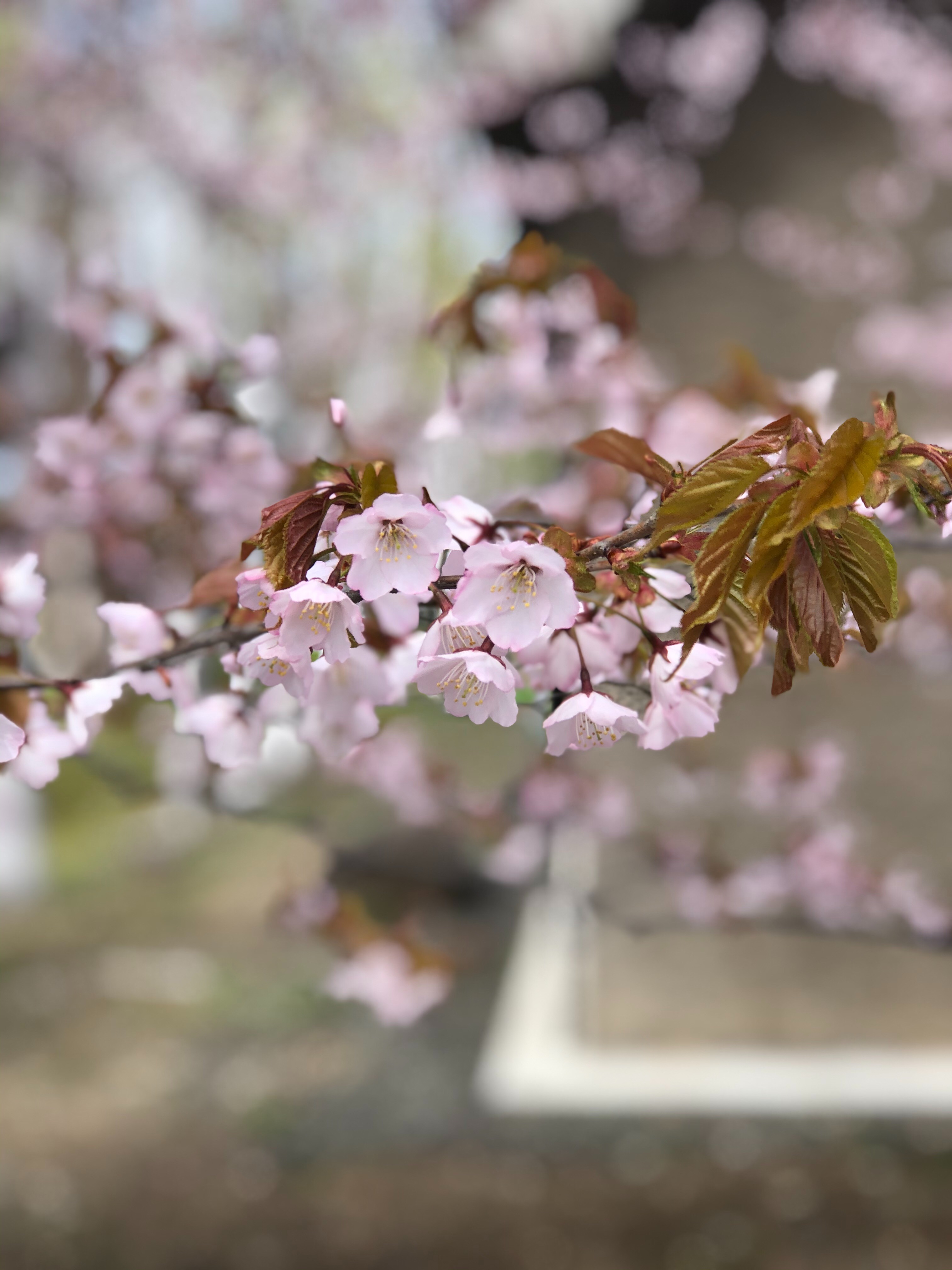 f:id:YASUkun:20210513171716j:image