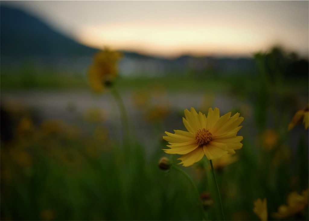 f:id:YK-10:20180618230157j:image f:id:YK-10:20180618230157j:image