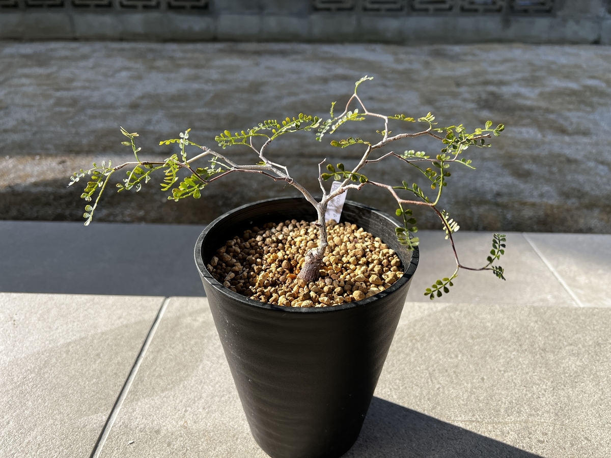 塊根植物の冬支度 - 趣味の珍奇植物