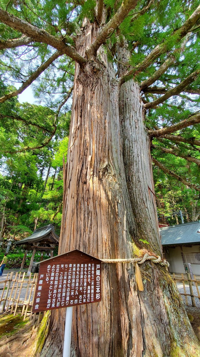 戸隠神社 中社 三本杉