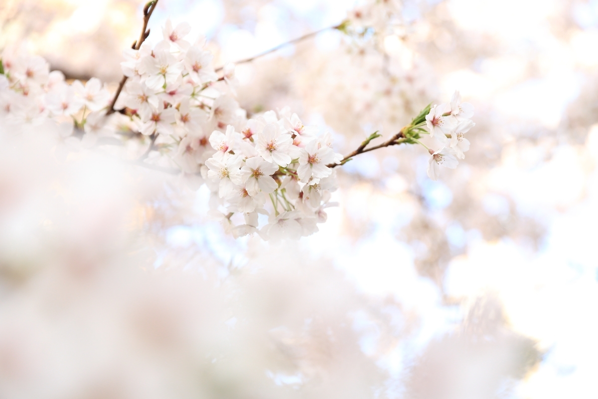 f:id:YOLO-co-bi:20200315181054j:plain