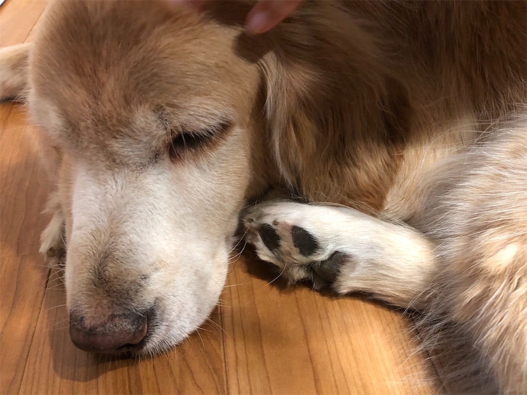 99以上 犬 セルフシャンプー 犬 セルフシャンプー 横浜 Jokilupix