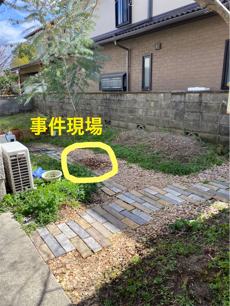 f:id:YORIKO:20240307125632j:image