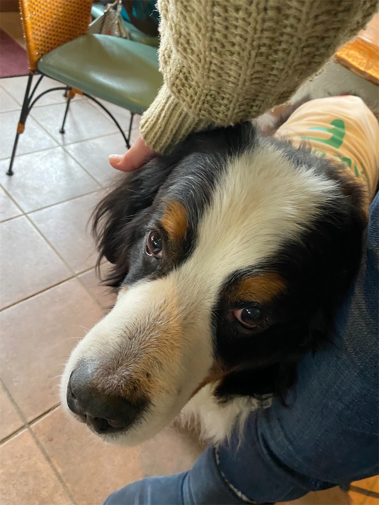 f:id:YORIKO:20240310195146j:image